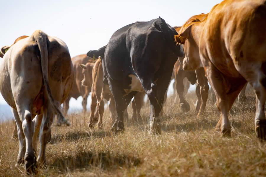 Equipe da Boehringer Ingelheim adota tecnologia de realidade virtual para visitas técnicas em fazendas de corte e leite