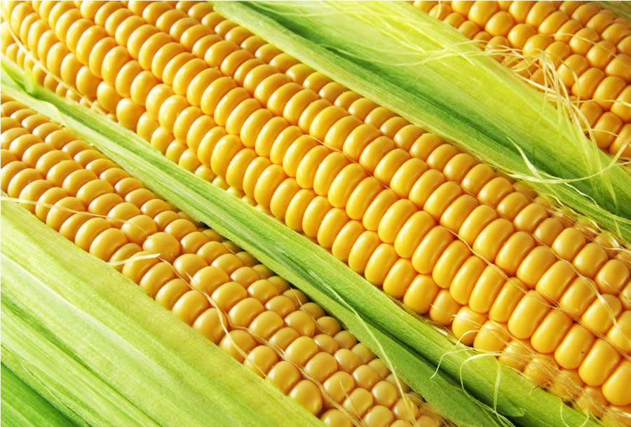 SINDIVEG-Producao-de-milho-Credito-Shutterstock