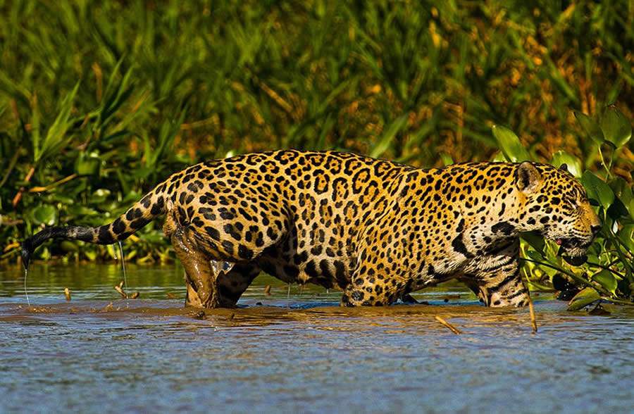 Dia Nacional da Onça-Pintada – 29 de Novembro: Preservação da onça-pintada, espécie-símbolo do Brasil, exige medidas de proteção ao seu habitat e combate à caça ilegal
