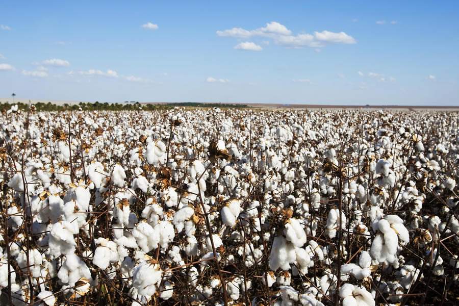 Com previsão de área recorde de algodão, MT finalizou plantio de safrinha e, no Oeste Baiano, produtores focam no manejo de pragas e doenças