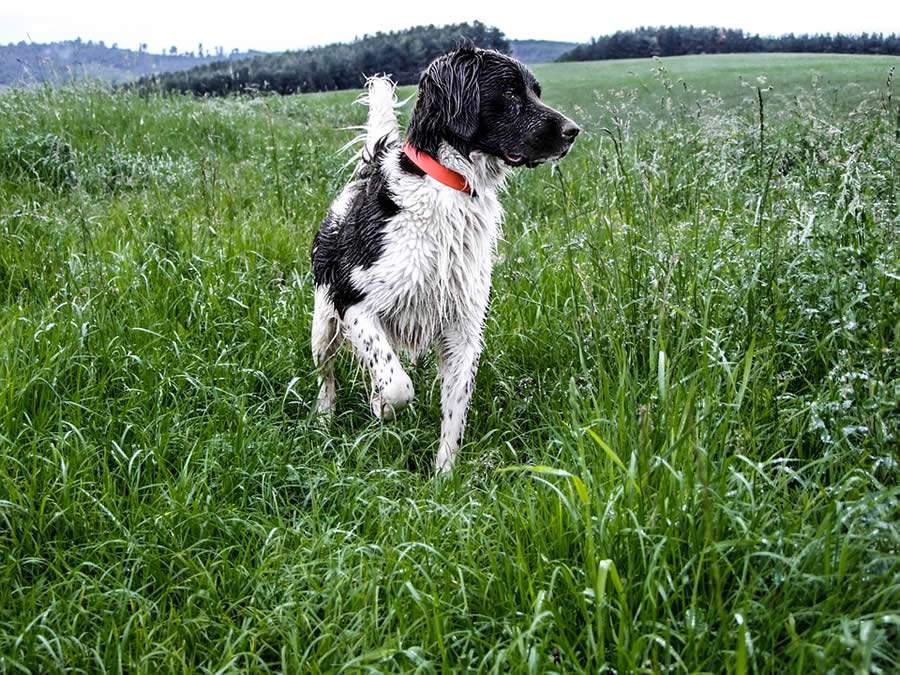 Chuvas aumentam riscos de zoonoses