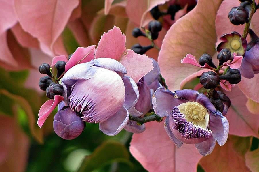 Sapucaia: a flor tipicamente nortista que faz sucesso na região