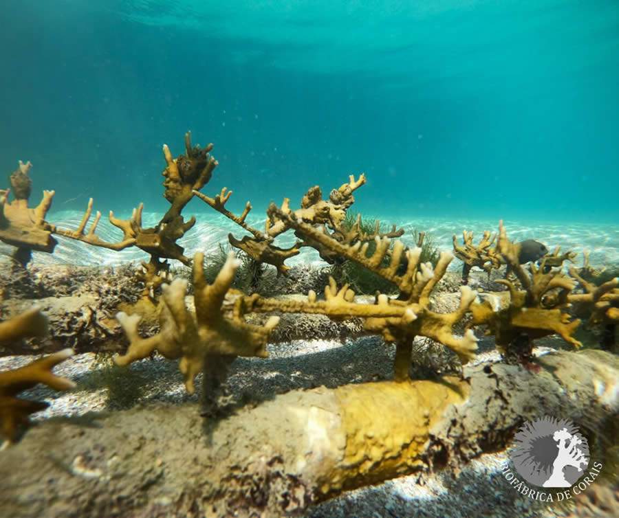 Millepora alcicornis 2 (foto_ Carlos Jangadeiro, @ecojangada)