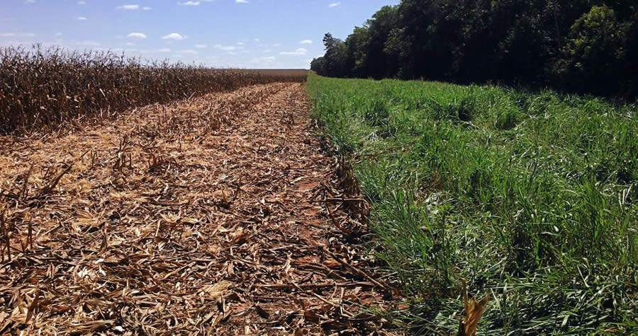 Arrendamento é alternativa eficiente para reforma de pasto