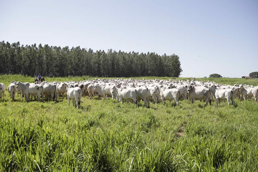 CFM intensifica uso de touros jovens na sele&ccedil;&atilde;o
