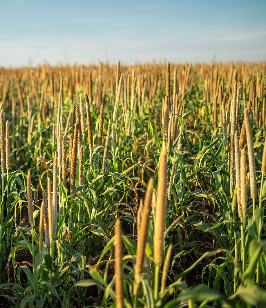 Milheto é uma opção nutritiva e versátil para alimentação dos brasileiros
