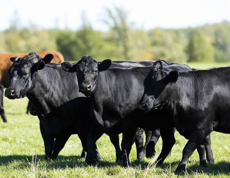 Bullmax-Premium-vetoquinol-divulgacao