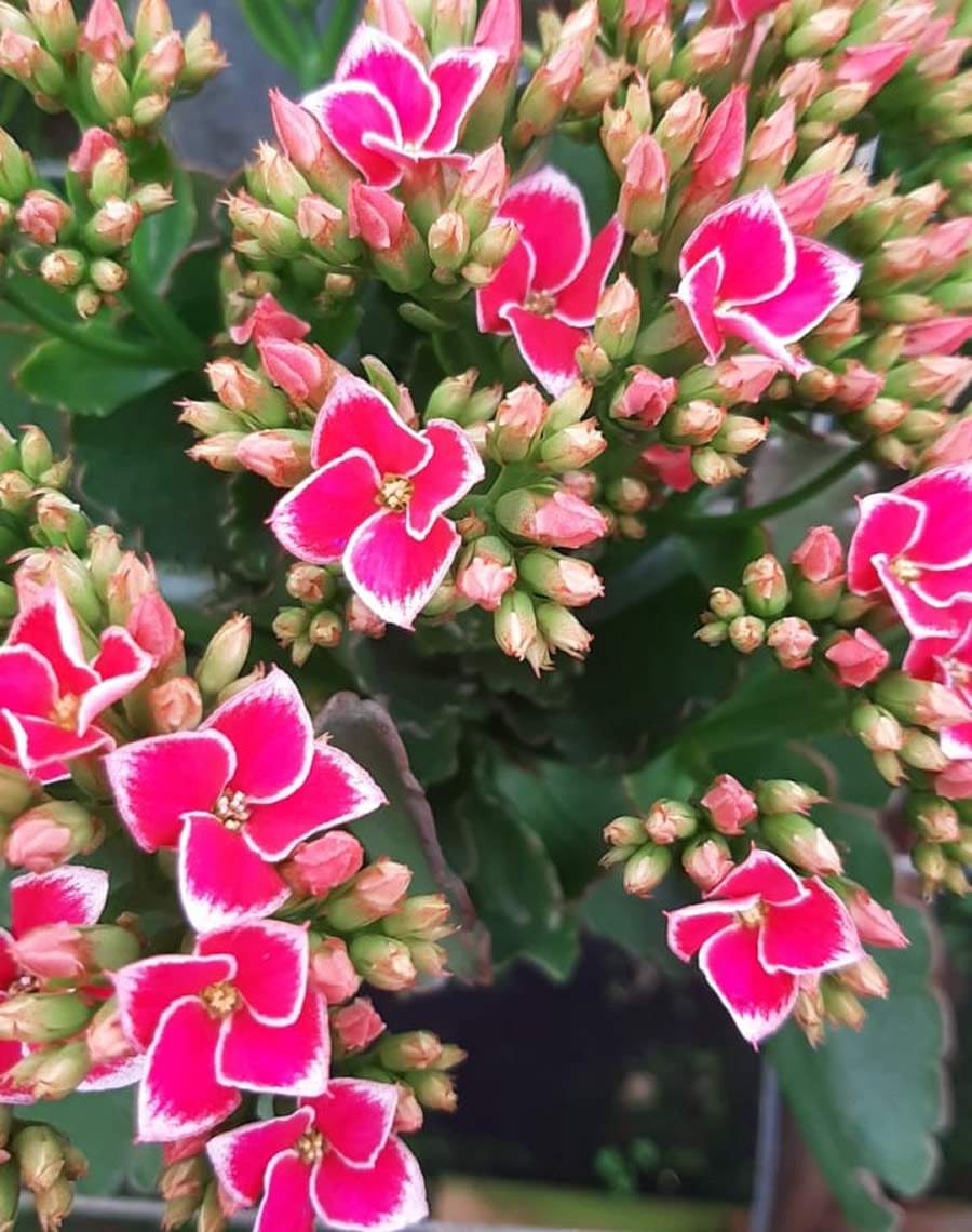 Variedades mescladas, em cores e formatos diversos, ampliam mix das Kalanchoes - Divulga&ccedil;&atilde;o