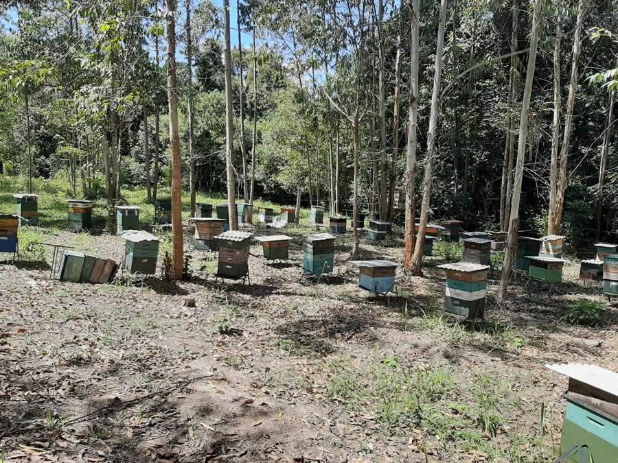 O produtor de abóbora não sabia das abelhas no eucalipto, daí a importância do diálogo