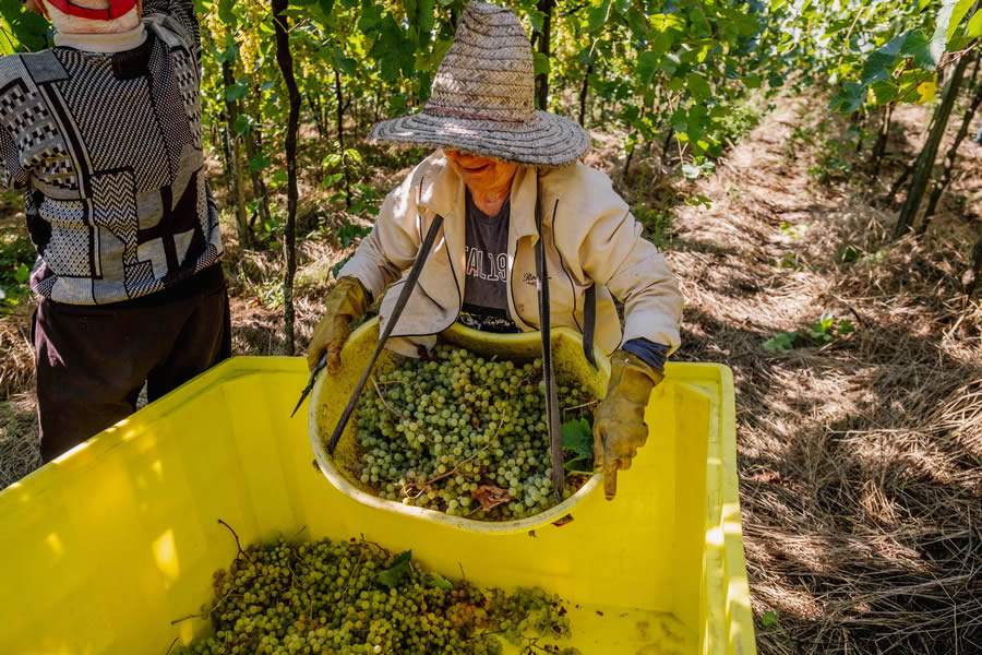 Cooperativa Vin&iacute;cola Aurora &eacute; composta por 1,1 mil produtores familiares de uva, distribu&iacute;dos em 11 munic&iacute;pios da Serra Ga&uacute;cha. - Cr&eacute;ditos: Z&eacute;to Tel&ouml;ken/Cooperativa Vin&iacute;cola Aurora, divulga&ccedil;&atilde;o