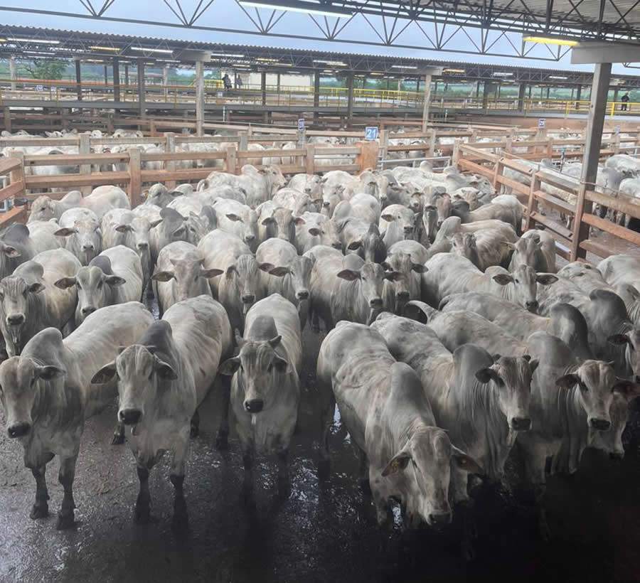 ACNB-2209-animais-foram-avaliados-na-ultima-etapa-do-Circuito-Nelore-de-Qualidade-em-2025-em-Campo-Grande-MS-foto-divulgacao