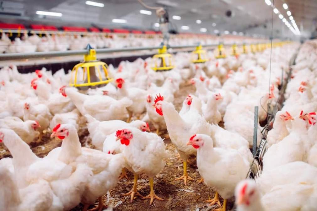 Na luta por sustentabilidade, avicultores buscam negociação com indústria