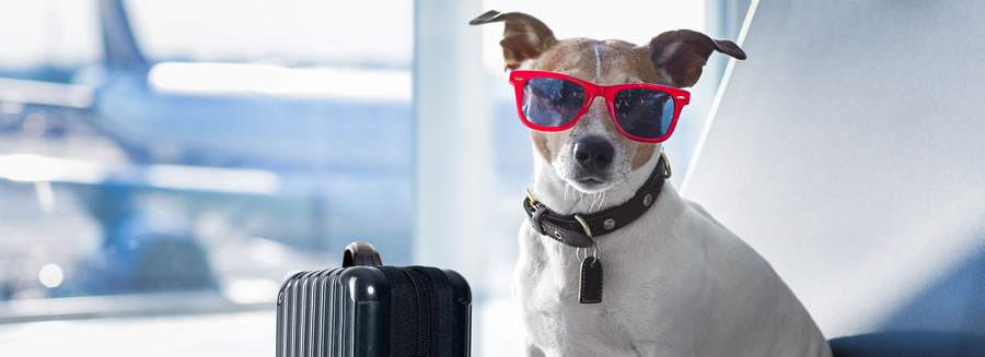 Levar o pet para viajar com a fam&iacute;lia exige cuidados e aten&ccedil;&atilde;o