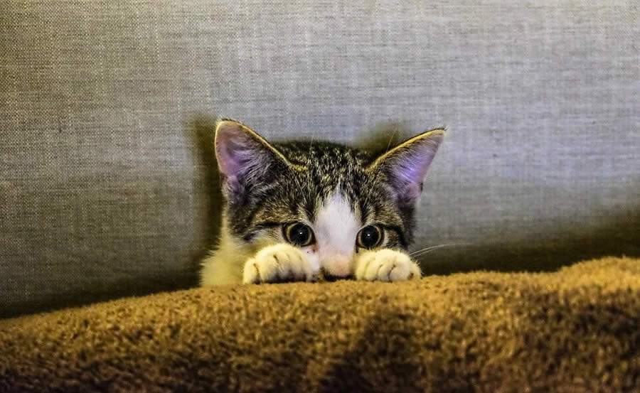 Saúde Felina: 5 motivos para seu gato conhecer uma clínica cat friendly