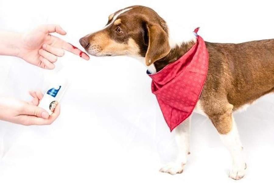 Cr&eacute;dito da imagem: Priscila Fiedler