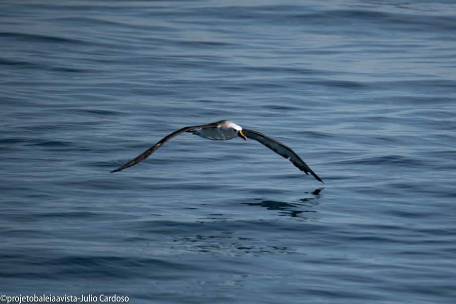 Albatroz voando próximo ao mar - (Foto: Julio Cardoso/Projeto Baleia À Vista)