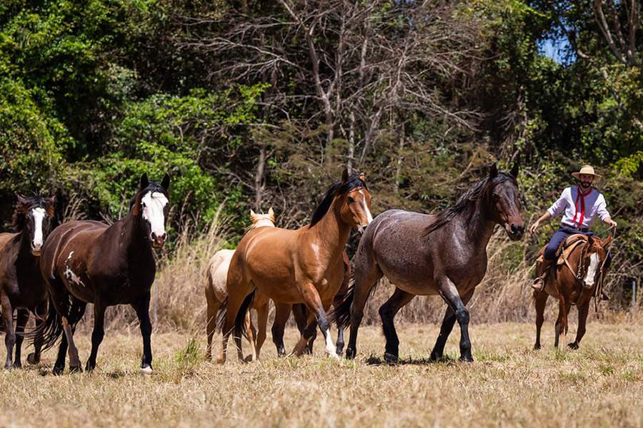 Wenderson Araújo/Confederação da Agricultura e Pecuária do Brasil (CNA)