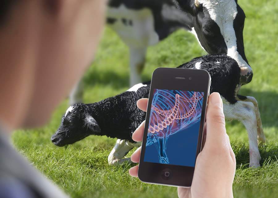 HerdOptimizer, da CRV, o controle genético total do rebanho nas mãos dos produtores