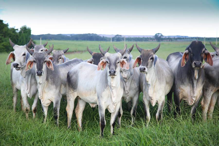 “Mais importante parasita dos bovinos, os carrapatos têm de ser combatidos por produtos de eficácia comprovada”, destaca especialista