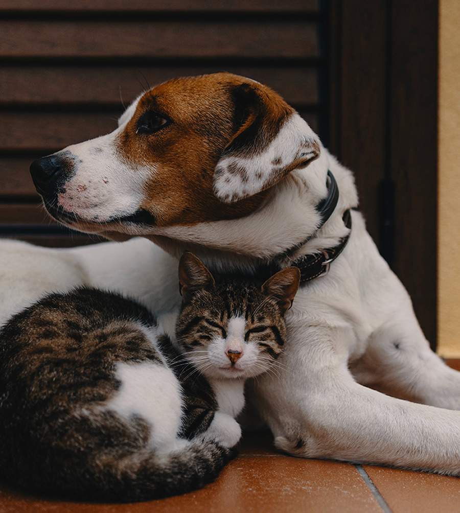 vetoquinol-Verao-potencializa-ocorrencia-de-infeccoes-de-pele-em-pets-foto-unsplash