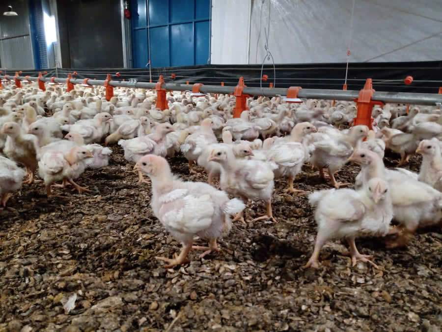 Butirato de sódio é alternativa a antibióticos para melhoria da performance de aves de corte