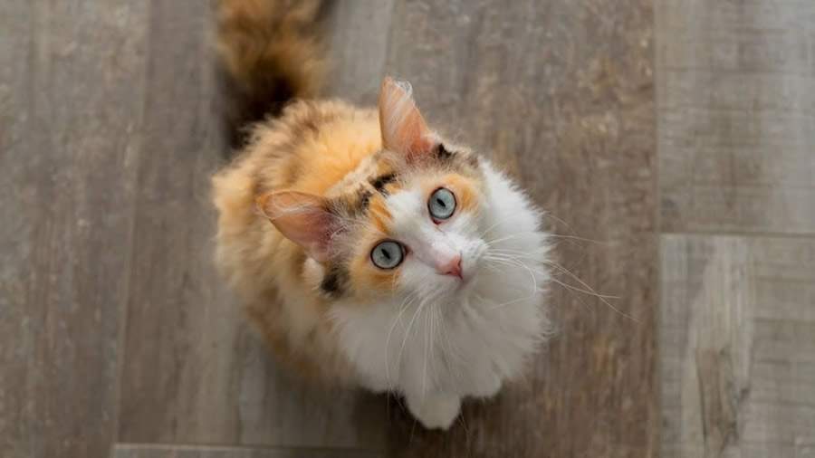 (Foto: Divulga&ccedil;&atilde;o/ROYAL CANIN&reg;)