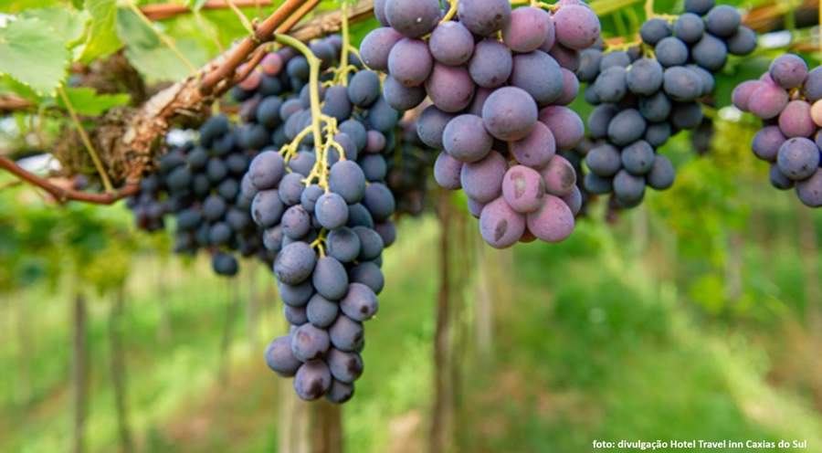 Rotas da uva e do vinho passeios na Serra Gaucha (Divulgação)