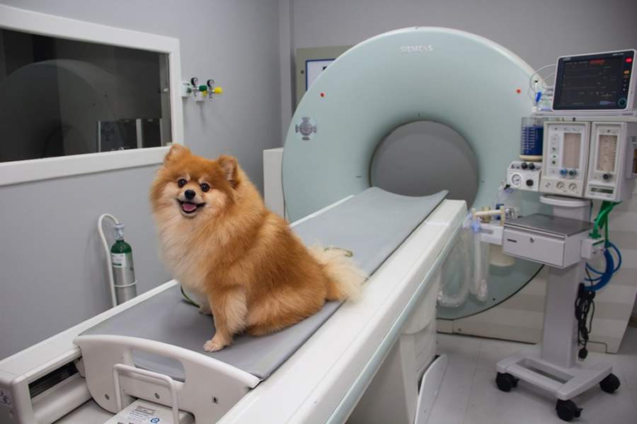 Byrus na mesa de resson&acirc;ncia do Hospital +Pet de Bras&iacute;lia