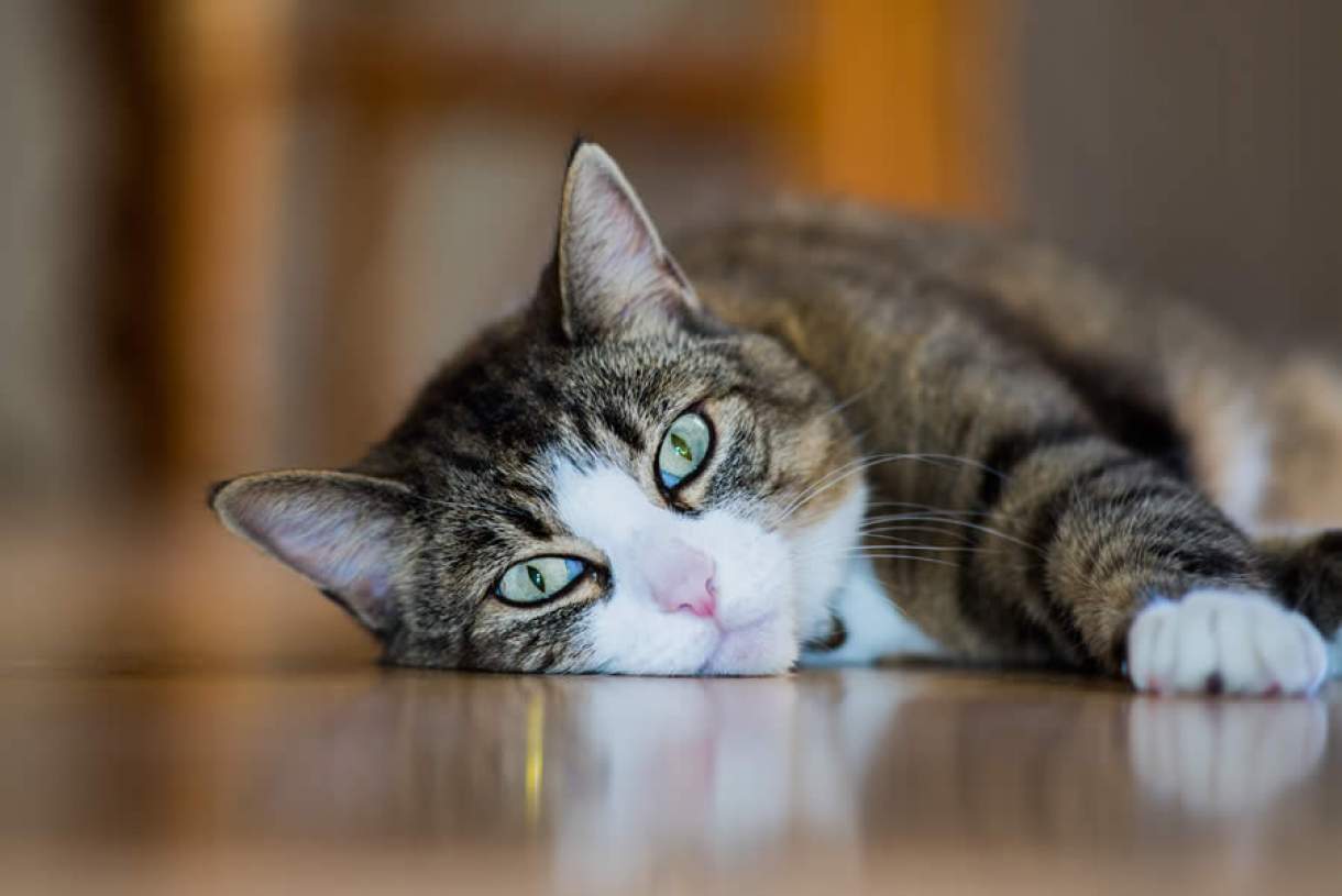 Dia Mundial do Gato: vídeo revela mitos sobre os bichanos