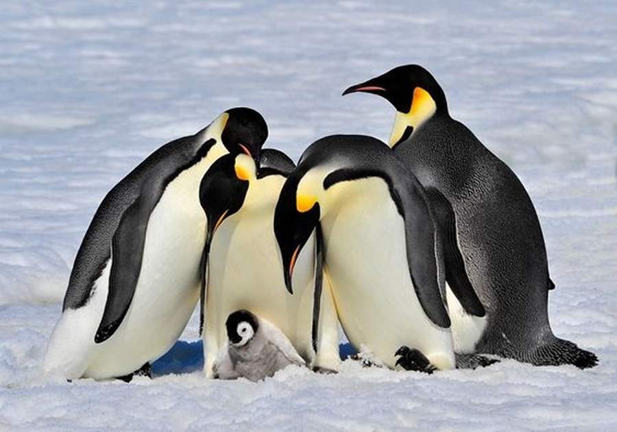 Pinguim-imperador é apegado à família e cuidadoso com os filhotes / Foto: Divulgação