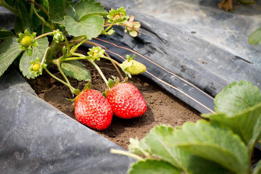 Irrigação tem influência nos sólidos solúveis totais (º Brix) e garante níveis adequados de doçura dos frutos
