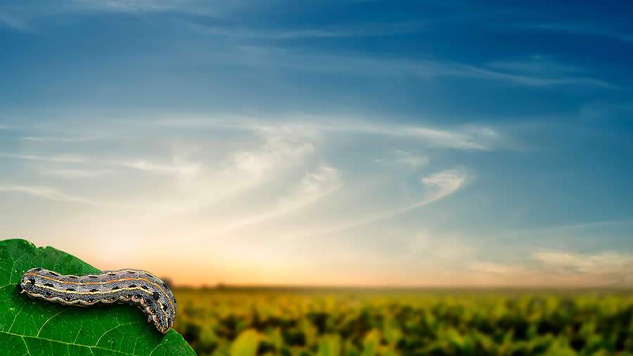 Sipcam Nichino_lagarta Takumi_crédito_Ótima Marketing_b