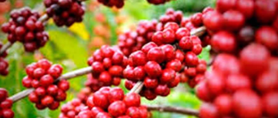 Cooperativas: Efeitos da pandemia do coronavírus no setor cafeeiro