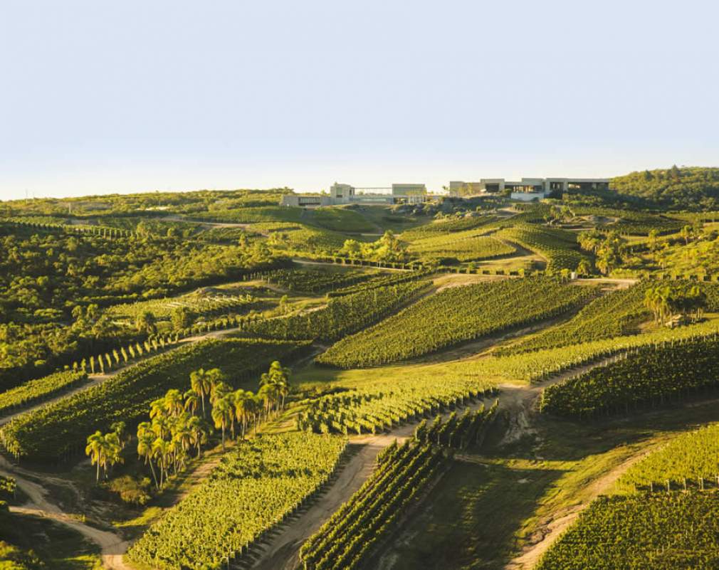 Bodega Garzón - Vineyards & Winery