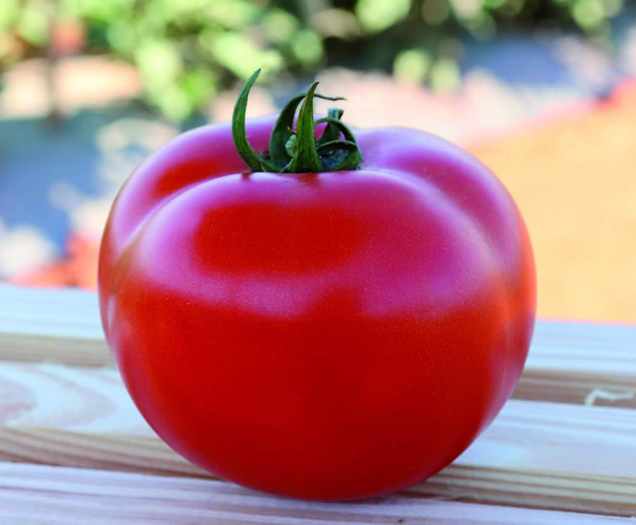 Tomate Garra F1, da linha Topseed Premium - Agristar do Brasil