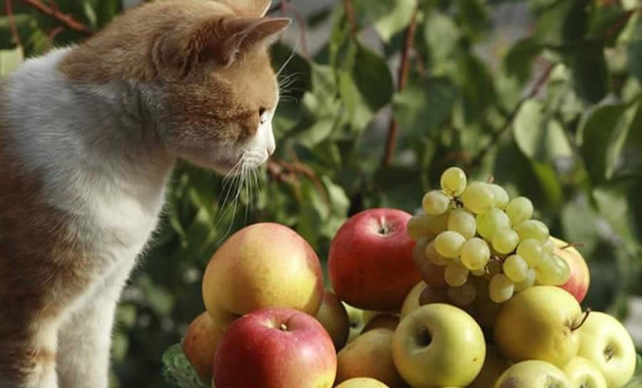 Saiba quais são as frutas permitidas na dieta dos gatos e quais delas devem ser evitadas