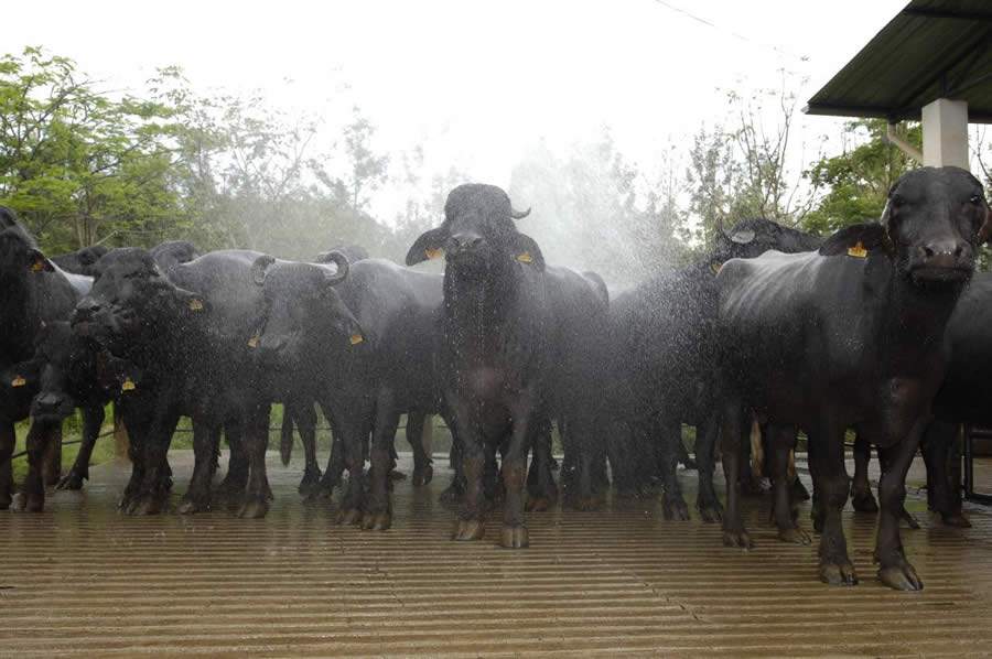 Búfalo Dourado dribla entressafra e produz leite de búfala o ano inteiro