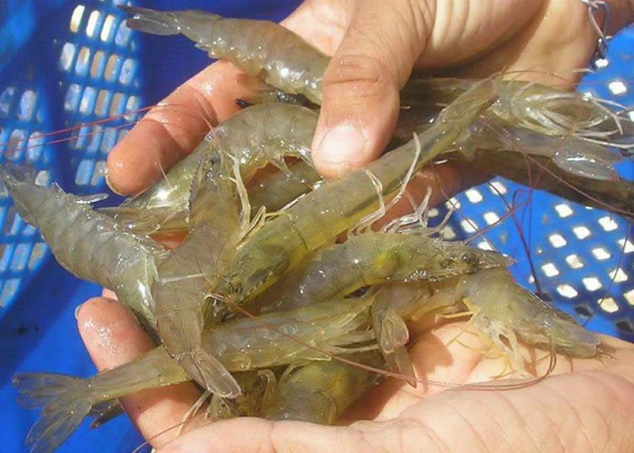 Foto: Laurindo Rodrigues