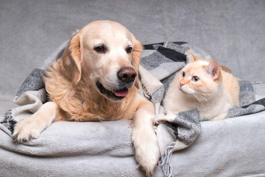 12 dicas para proteger seu pet no inverno