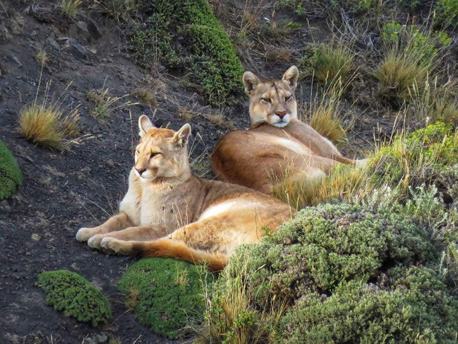 Rede Tierra Hotels lan&ccedil;a informativo sobre os pumas, verdadeiras atra&ccedil;&otilde;es tur&iacute;sticas da Patag&ocirc;nia Chilena