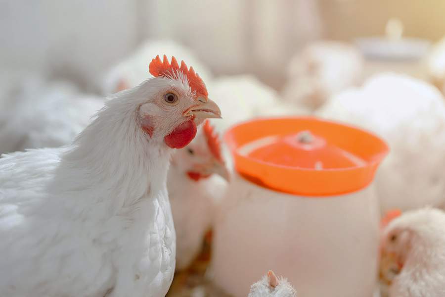 Phibro-Saude-Animal-debate-desafios-entericos-de-poedeiras-durante-Congresso-de-Ovos-da-Associacao-Paulista-de-Avicultura-Foto-Divulgacao