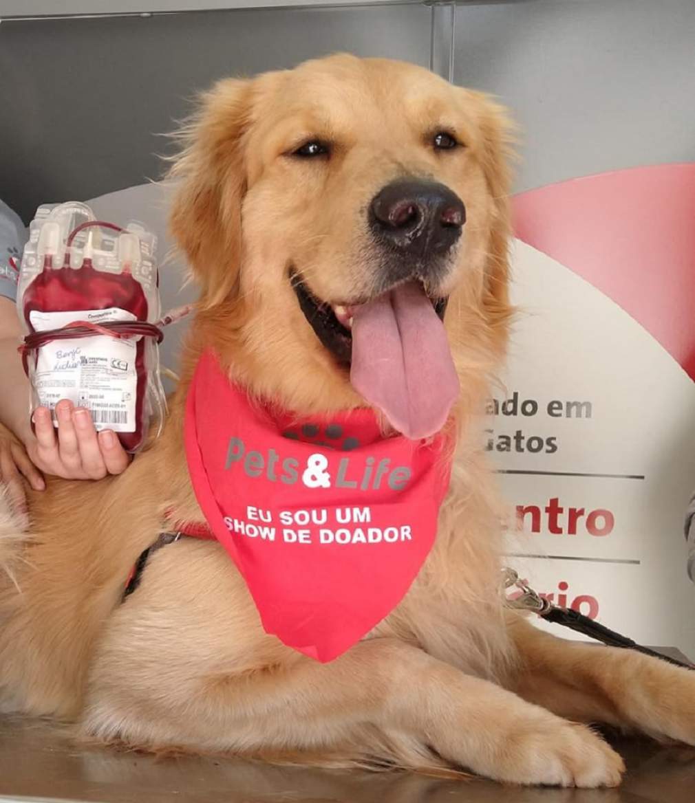 Pets são convocados para doação de sangue