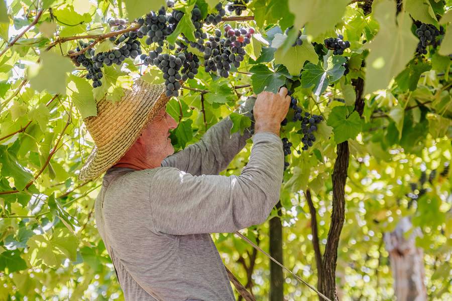 Vin&iacute;cola Aurora - Cooperados - Cr&eacute;dito Z&eacute;to Tel&ouml;ken