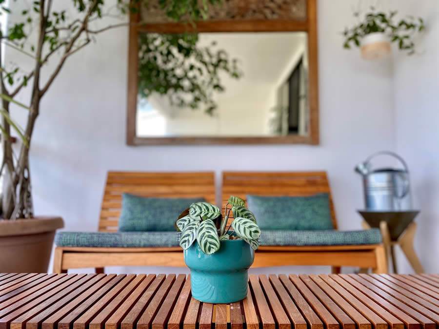 Especialista d&aacute; dicas do que fazer ou n&atilde;o na hora de regar plantas