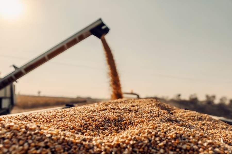 A produção de grãos no Brasil segue batendo recordes e uma prática comum para muitos produtores rurais é a venda antecipada da sua produção para uma trading, cooperativa ou fundos de investimentos - Freepik