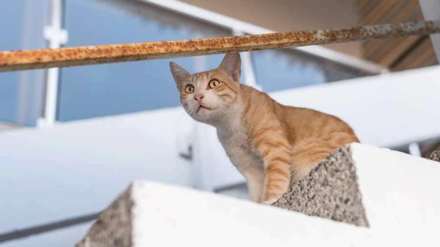 Pets comunitários são aqueles que não tem um dono, mas costumam ser cuidados por um conjunto de pessoas de um lugar. Quando se trata de moradores de condomínio, muitas vezes há problemas - Freepik