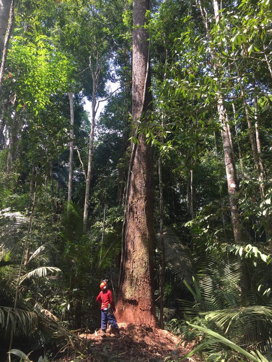 Mil Madeiras, município de Itacoatiara no Amazonas - Divulgação FSC Brasil