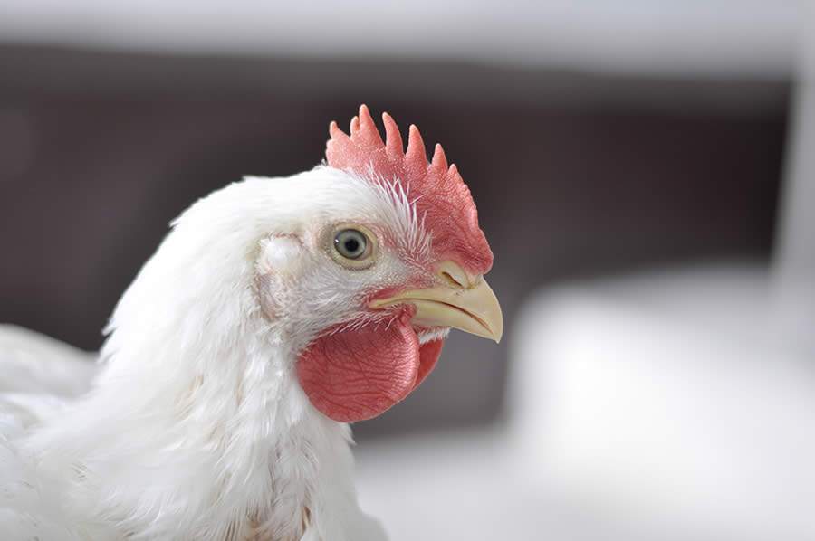 Phibro Saúde Animal lança vacina contra Salmonella dos sorogrupos B, C e D em aves