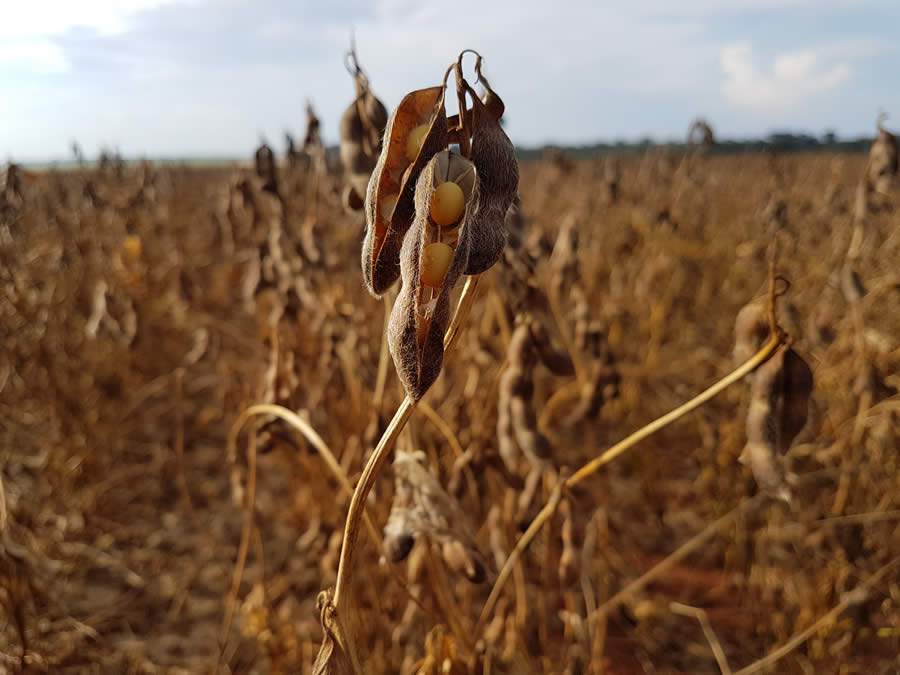 Fertiláqua destaca a importância da fase de enchimento de grãos