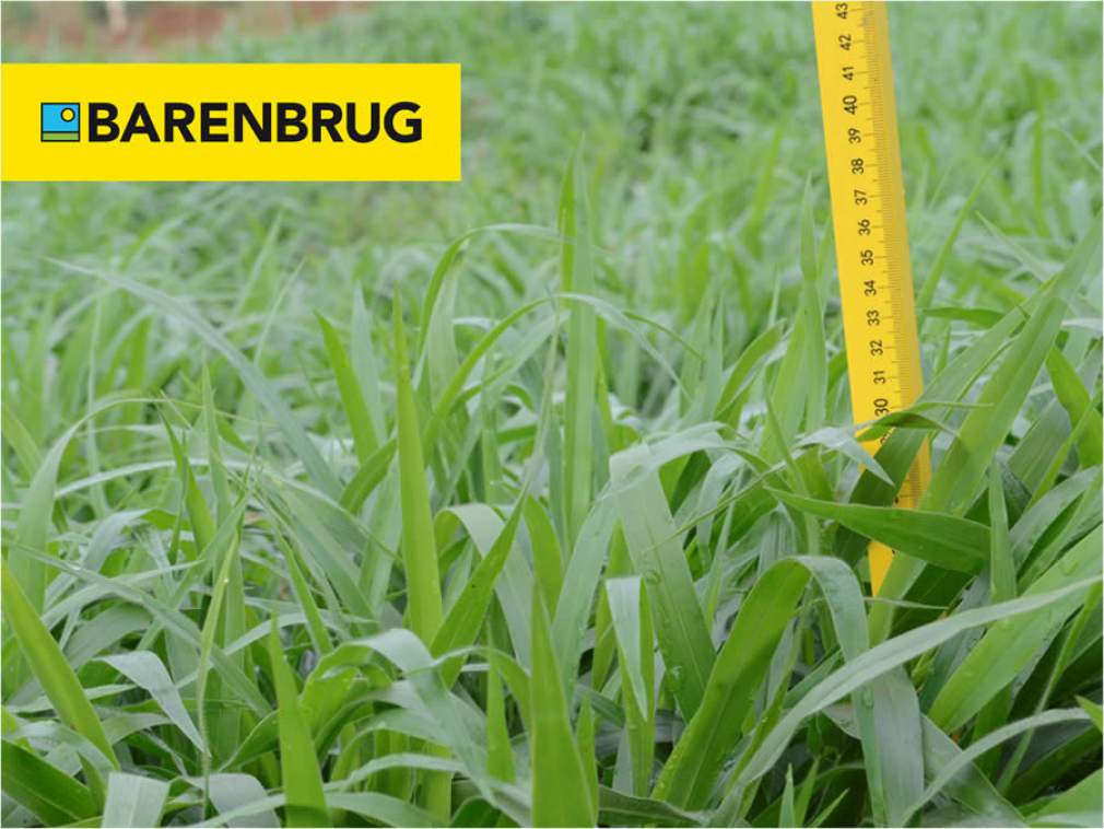 Barenbrug destaca os benefícios do uso da forrageira em rotação de cultivo
